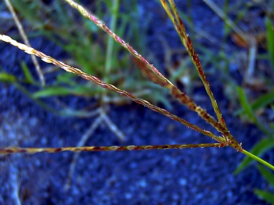The 21 Durva Grass Blades