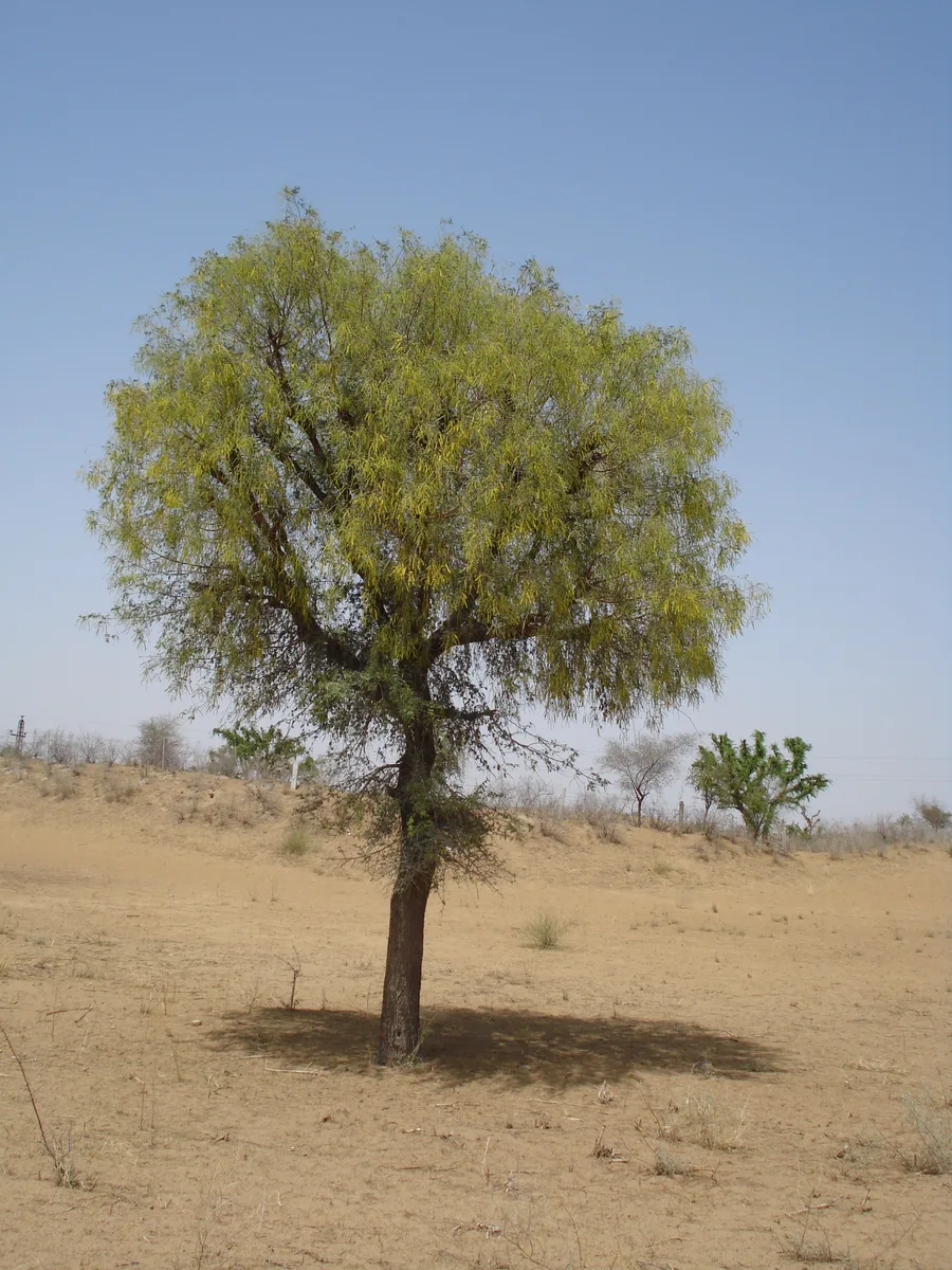 The Mystery of the Shami Tree