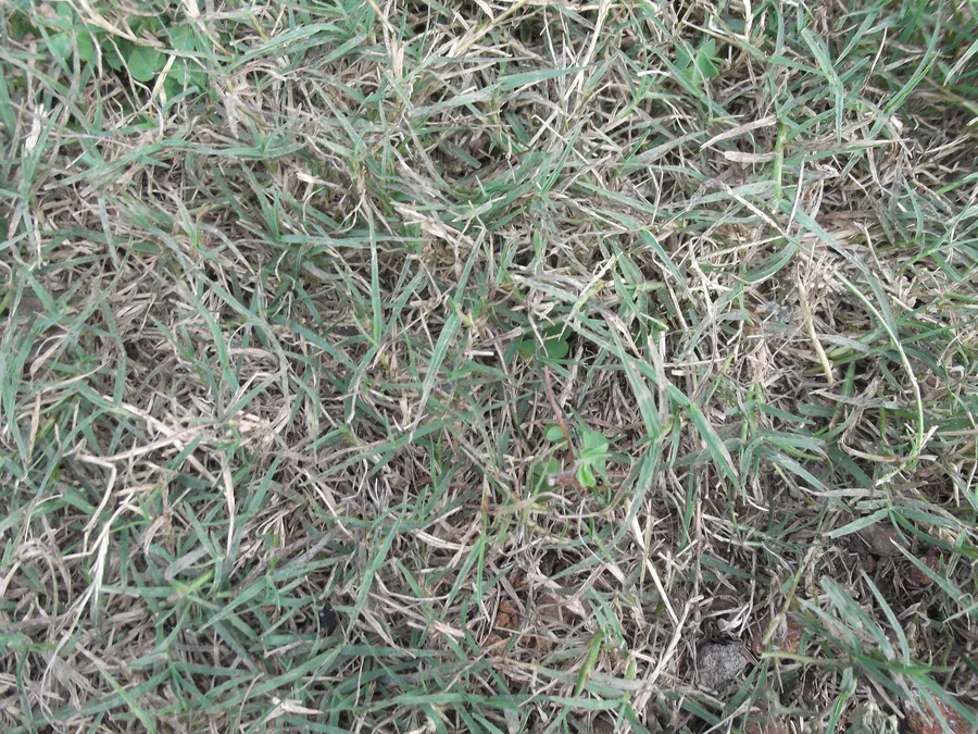 The Cooling Power of Durva Grass